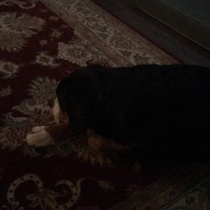 Meet your Posher, Darrell